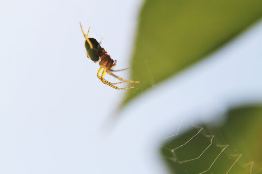 macro of a spider on the web