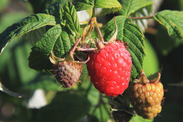 ripe raspberry on a bush