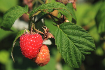 red raspberry in the garden