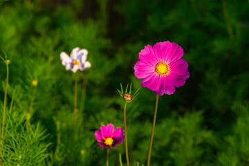 In summer, colorful Gesang flowers bloom
