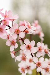 Obraz premium ornamental bird cherr blooming with pink flowers on a sunny day