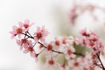 ornamental bird cherr blooming with pink flowers on a sunny day