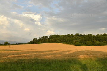 Contraste entre le jaune du blé, le vert de la forêt et le ciel gris entre ombres et lumière en fin de journée près du bourg de Champagne 