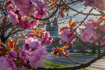 Magdeburger Dom mir Kirschblüten im Frühling