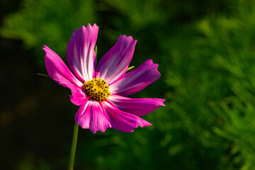 Obraz premium In summer, colorful Gesang flowers bloom