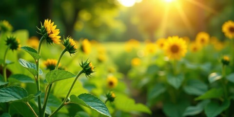 Golden Hour Sunbeams Illuminating Vibrant Yellow Sunflowers in a Lush Green Field