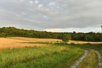 Chemin pour engins agricoles entre les champs de blé près d'une colline boisée au soir près du bourg de Champagne au Périgord Vert  © Photocolorsteph