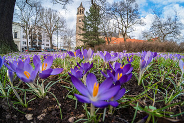 Magdeburger Dom mit blauen Krokussen