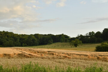 Champ de blé endommagé par un orage sous la lumière du couché du soleil près du bourg de Champagne au Périgord Vert  © Photocolorsteph