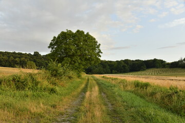 Chemin pour engins agricoles entre les champs de blé près d'une colline boisée au soir près du bourg de Champagne au Périgord Vert  © Photocolorsteph
