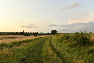 Chemin pour engins agricoles entre les champs de blé près d'une colline boisée au soir près du bourg de Champagne au Périgord Vert  © Photocolorsteph