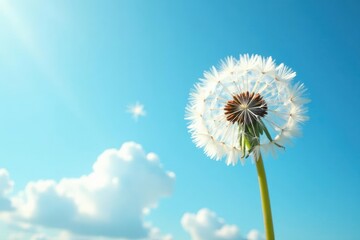 Obraz premium A Delicate Dandelion Seed Head Against a Vivid Blue Sky with Puffy White Clouds, a Symbol of Nature's Beauty and Tranquility