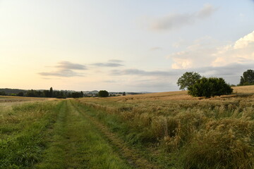 Champ de blé endommagé par un orage sous la lumière du couché du soleil près du bourg de Champagne au Périgord Vert  © Photocolorsteph