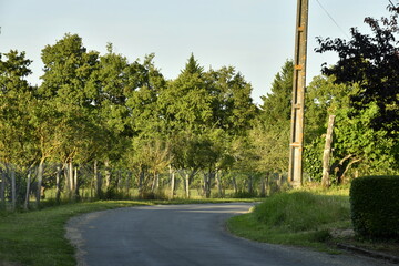 Lumière du coucher de soleil sur les arbres d'un bois près du bourg de Champagne au Périgord...
