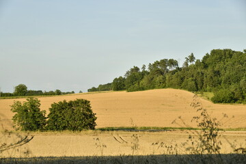 Champs de blé et colline boisée sous un ciel clair en fin de journée près du bourg de Champagne au Périgord Vert  © Photocolorsteph