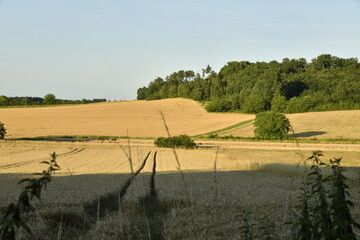 Champs de blé et colline boisée sous un ciel clair en fin de journée près du bourg de Champagne au Périgord Vert  © Photocolorsteph
