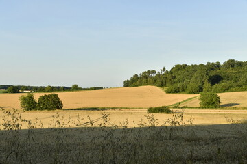 Champs de blé et colline boisée sous un ciel clair en fin de journée près du bourg de Champagne au Périgord Vert  © Photocolorsteph