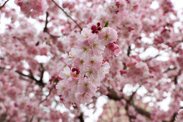cherry blossom on white background, close-up