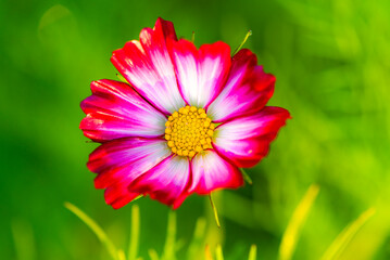 Obraz premium In summer, colorful Gesang flowers bloom