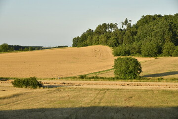 Champs de blé et colline boisée sous un ciel clair en fin de journée près du bourg de Champagne au Périgord Vert  © Photocolorsteph