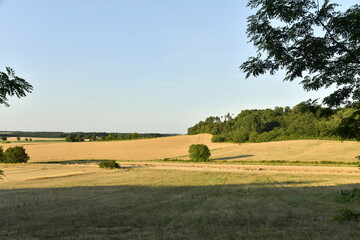 Champs de blé et colline boisée sous un ciel clair en fin de journée près du bourg de Champagne au Périgord Vert  © Photocolorsteph