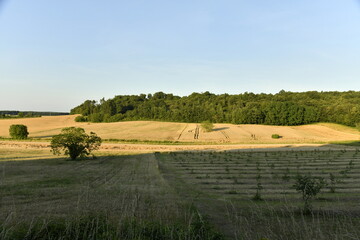 Champs de blé et colline boisée sous un ciel clair en fin de journée près du bourg de Champagne au Périgord Vert  © Photocolorsteph