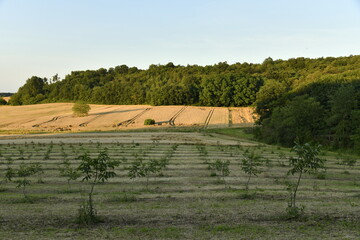 Lumière du coucher du soleil sur les champs de blé et un bois près du bourg de Champagne au Périgord Vert  © Photocolorsteph