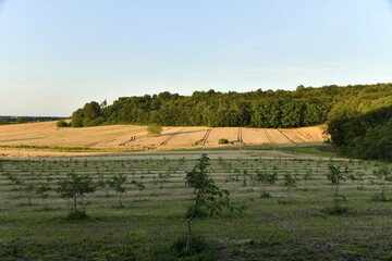 Lumière du coucher du soleil sur les champs de blé et un bois près du bourg de Champagne au Périgord Vert  © Photocolorsteph