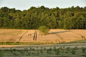 Lumière du coucher du soleil sur les champs de blé et un bois près du bourg de Champagne au Périgord Vert  © Photocolorsteph