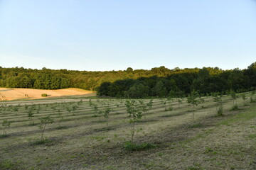 Lumière du coucher du soleil sur les champs de blé et un bois près du bourg de Champagne au Périgord Vert  © Photocolorsteph