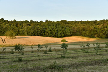 Lumière du coucher du soleil sur les champs de blé et un bois près du bourg de Champagne au Périgord Vert  © Photocolorsteph