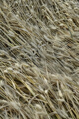 Blés couchés ou pliés par un orage violent près du bourg de Champagne au Périgord Vert 