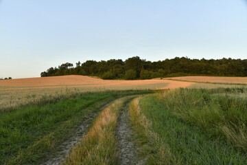 Chemin pour engins agricoles entre les champs de blé près d'une colline boisée au soir près du bourg de Champagne au Périgord Vert  © Photocolorsteph