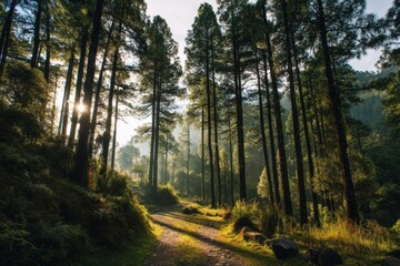 Obraz premium Stunning forest vistas highlighting tranquil nature, ideal for nature lovers, travel writers, and conservation projects. Discover the allure of pristine landscapes now!