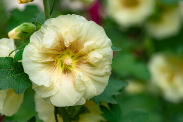 Colorful and beautiful hibiscus flowers bloom in summer