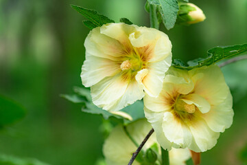 Colorful and beautiful hibiscus flowers bloom in summer