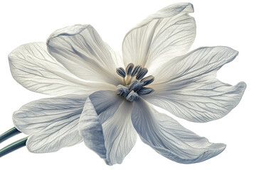 Delicate white flower blossom intricate petal details soft light against black background on transparent background