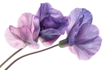 Delicate purple sweet pea blossoms a close up revealing intricate petal veins against a stark on transparent background