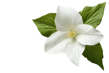 Elegant white trillium flower with vibrant green leaves isolated on a black background on transparent background