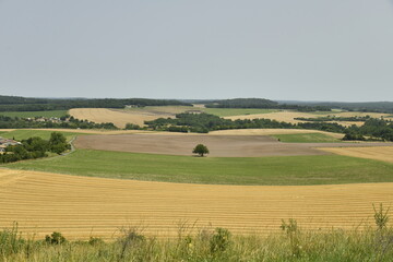 Vaste champ de blé vu depuis la colline du château-fort de Villebois-Lavalette en Charente 