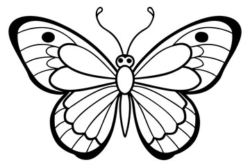 butterfly on white background