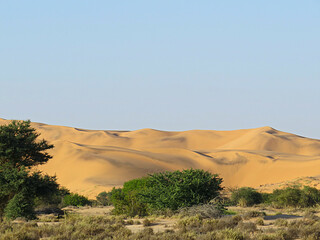 Scenic Namibian Desert Landscape with green Vegetation, sparse trees and Rolling mountain Hills Under Clear Skies