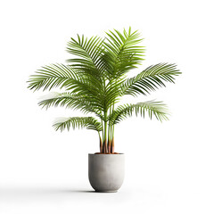 Obraz premium A potted palm tree in a modern concrete pot, placed on a white surface with a minimalist background.
