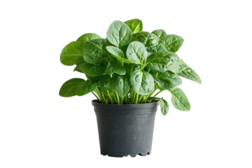 Vibrant green spinach plant in a dark pot isolated on black background showcasing lush leaves on transparent background