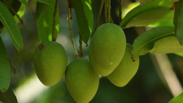 Growing Big Green Raw Mango Fruits In Plant In Nature.