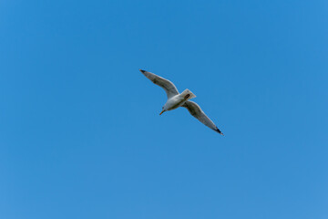 A white bird flying in the sky. The sky is blue. The bird is in the air