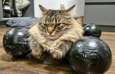 Funny fluffy cat is lying on black dumbbells. The concept of family sports. Grey cat lying on...