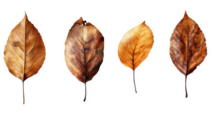 collection set of autumn leaves on white background