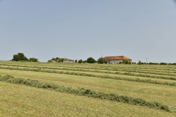 Pailles rassembl&eacute;es en lignes pour en faire des ballots pr&egrave;s de Villebois-Lavalette en Charente 