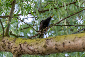 A bird is sitting on a tree branch. The bird is black and has a yellow beak